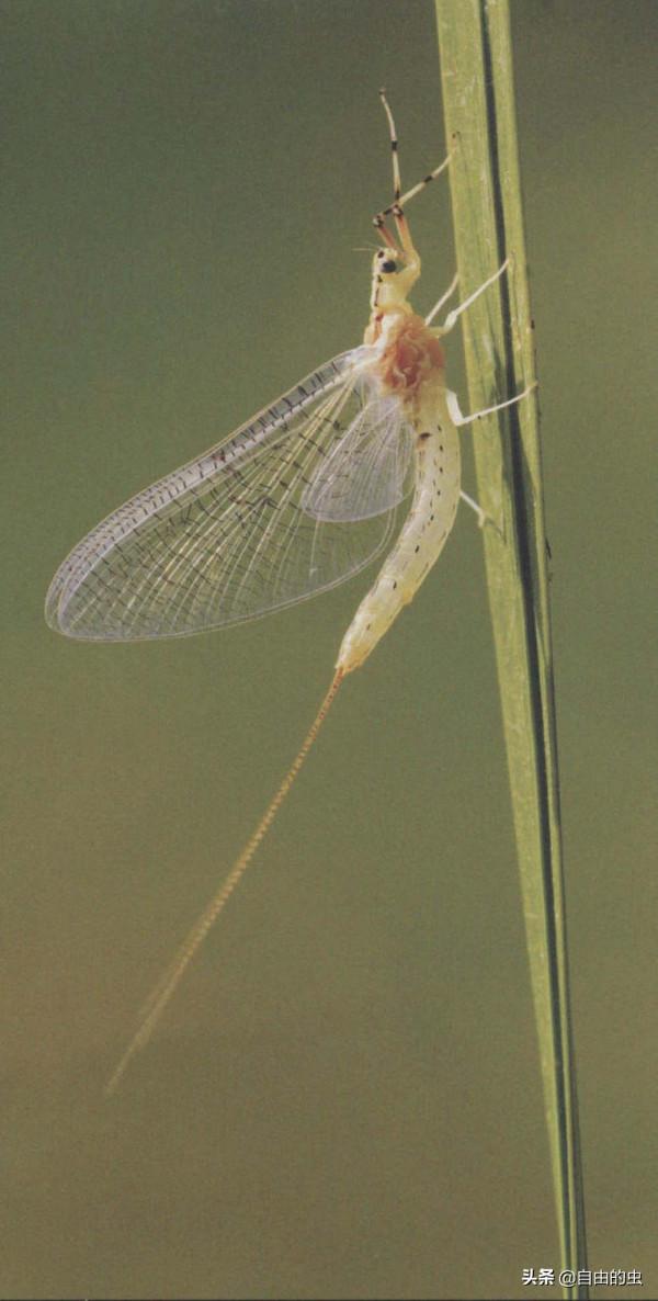 蜉蝣目之黑點蜉