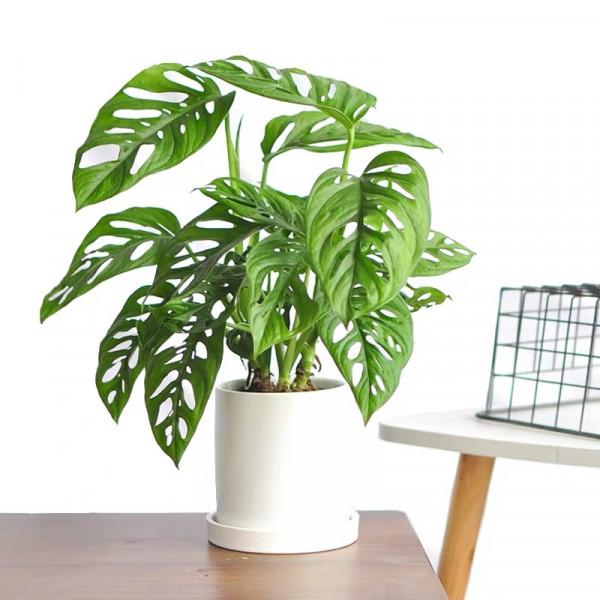 100種觀葉綠植,50種大型的,50種小型的,家裡沒有陽光也能養 100種觀葉綠植,50種大型的,50種小型的,家裡沒有陽光也能養