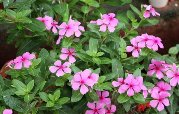 元旦前後養草花當首選這3樣,花色繁雜,好打理,可輕鬆擁有花海 元旦前後養草花當首選這3樣,花色繁雜,好打理,可輕鬆擁有花海