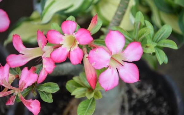 3種“散養花”,管得越少長得越好,一兩個月不澆水也不會死 3種“散養花”,管得越少長得越好,一兩個月不澆水也不會死