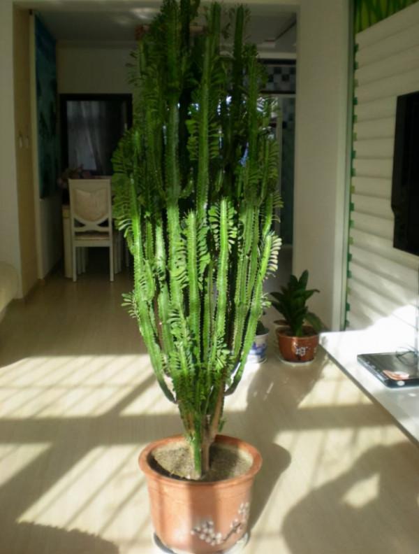 家庭裡最適合養4種“大植物”,不僅是“天然造氧機”,還好活 家庭裡最適合養4種“大植物”,不僅是“天然造氧機”,還好活