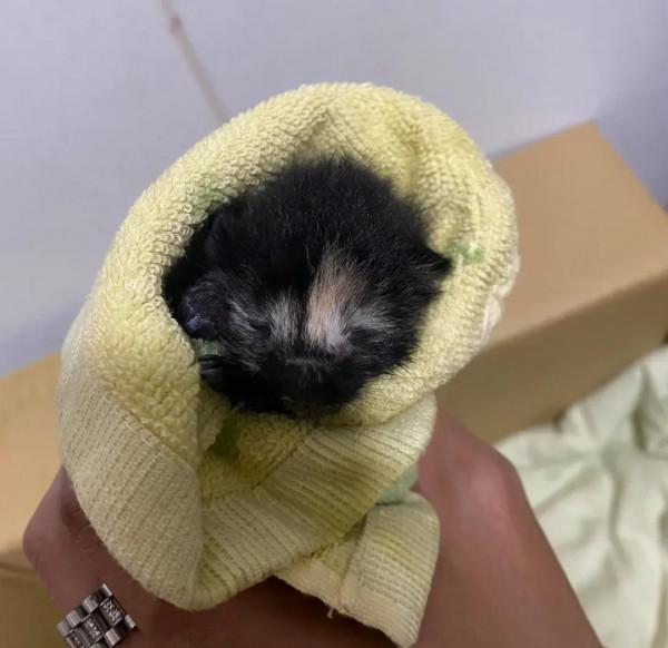 對流浪貓視而不見,但香爐裡發現幼貓,眾人卻搶著養,這是為何 對流浪貓視而不見,但香爐裡發現幼貓,眾人卻搶著養,這是為何