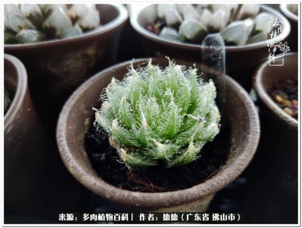 廣東的多肉陽臺:生命不息,折騰不止 廣東的多肉陽臺:生命不息,折騰不止