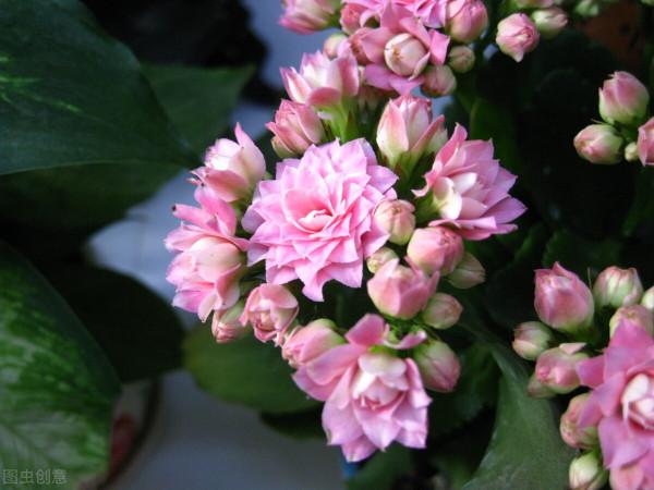 5種假“耐寒花”，別被騙了，想讓花期長，關鍵在保溫