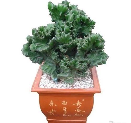 三種必備的“鎮宅肉”，霸氣威武讓人安全，關鍵是好養