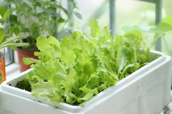 在陽臺種9種蔬菜，長得快，產量高，吃完一茬很快又長一茬