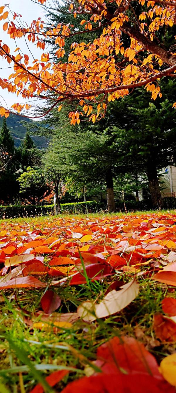 2021逐秋川西北，大愛身邊的秋紅