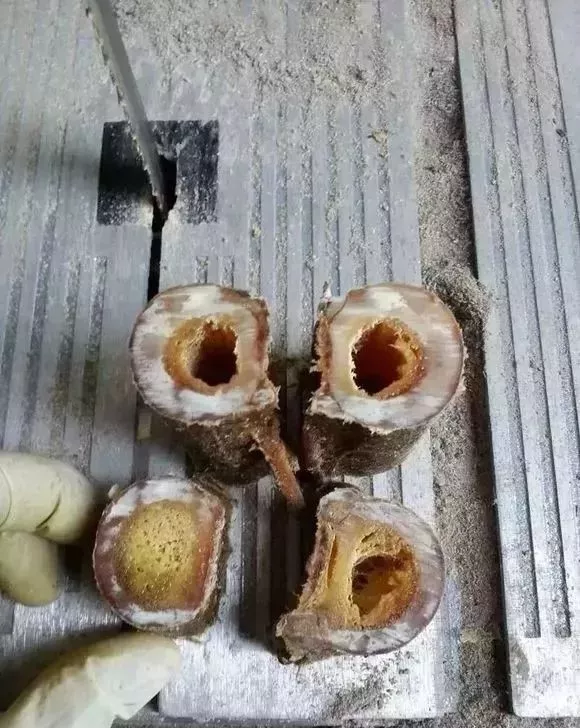 稀罕物，馬骨手串！剛死的馬，現場車珠子