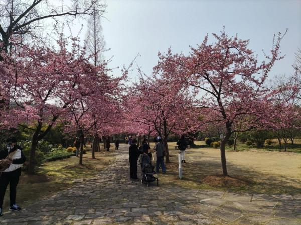 黿頭渚櫻花先睹為快