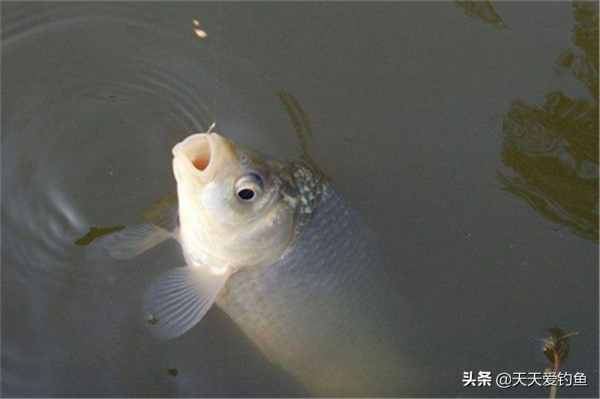 子線用長還是用短，要看釣法，看目標魚，還要看季節，不能拍腦袋