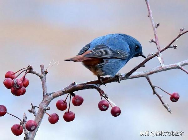 「百將文化」攝影 | 紅尾水鴝，雌雄親鳥共同育雛