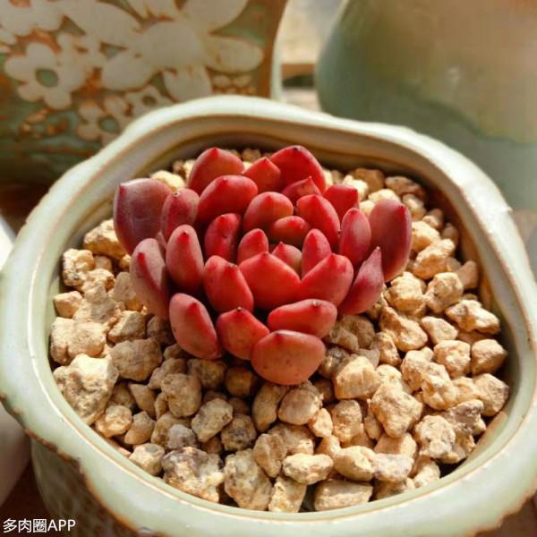 養肉人都需要知道的肉肉搶救方法！你還缺了什麼？