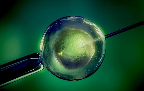 24年前就造出克隆羊,為何不克隆人?看看克隆羊的下場,多恐怖 24年前就造出克隆羊,為何不克隆人?看看克隆羊的下場,多恐怖