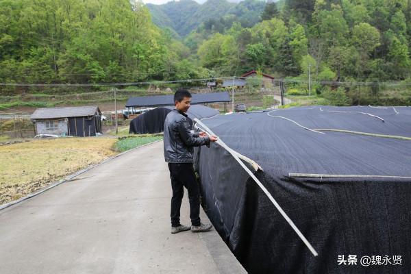 陝西32歲小夥紮根秦嶺深山,種了10多年靈芝,25畝一年淨掙百萬 陝西32歲小夥紮根秦嶺深山,種了10多年靈芝,25畝一年淨掙百萬