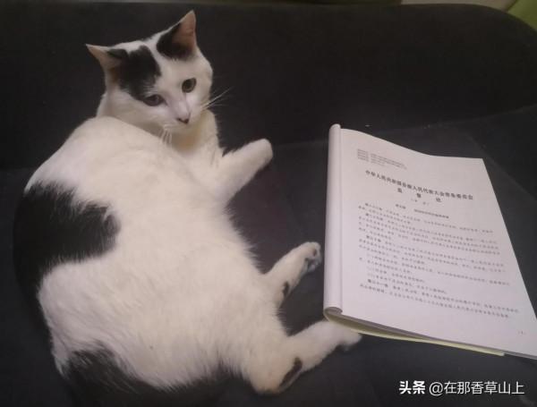 那隻叫元寶的貓 那隻叫元寶的貓