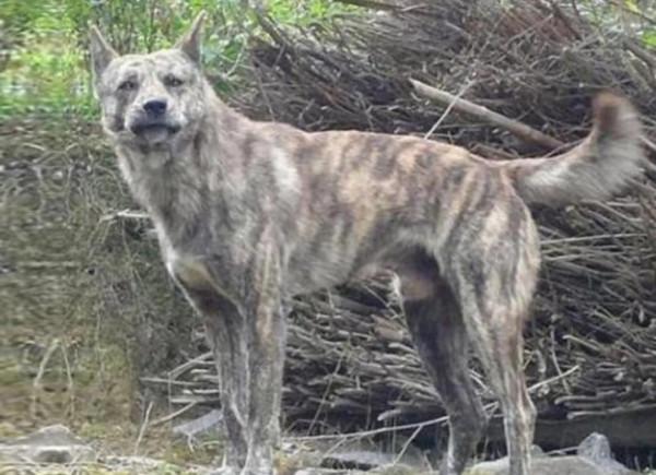 獵犬賽虎之死 獵犬賽虎之死