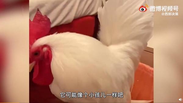 一隻陪主人走出抑鬱症的公雞：給它取名好運，帶我開啟新世界大門