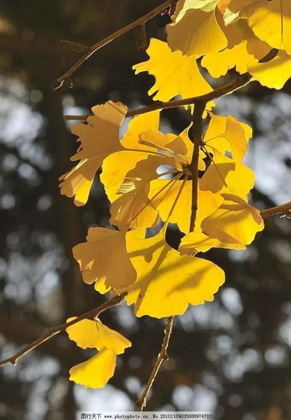 秋天裡,落下的樹葉,也是一生 秋天裡,落下的樹葉,也是一生