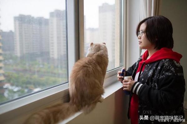 養貓的20條好處，可以幫助鏟屎官治癒，也可以改變性格