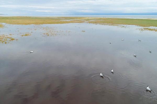 標緻4008環青海長測Day9：鳥島叫“蚊子島”，沿青海沿線達剛察！