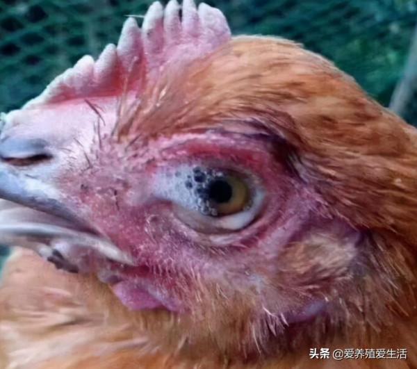 雞感冒，咳嗽、呼嚕、甩鼻、流鼻涕、尖叫等呼吸道預示著什麼？