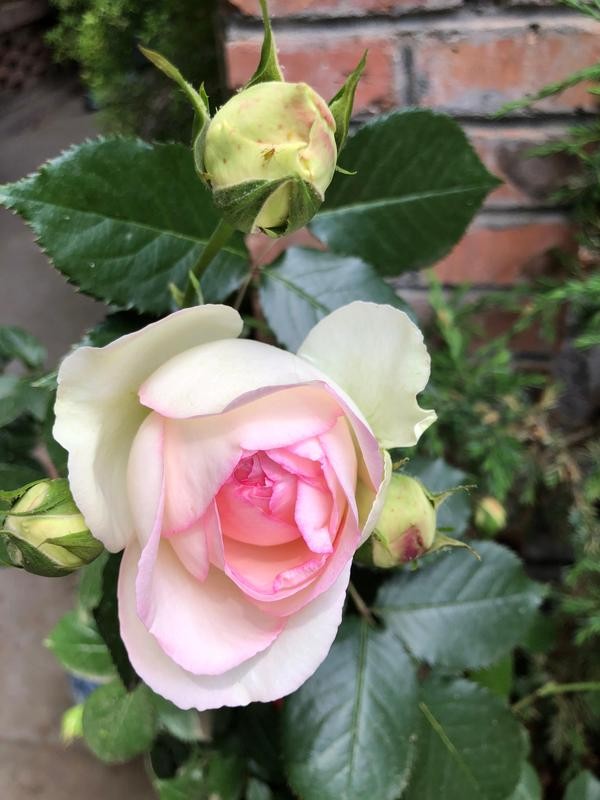 瞭解一下，花卉裡的“白富美”