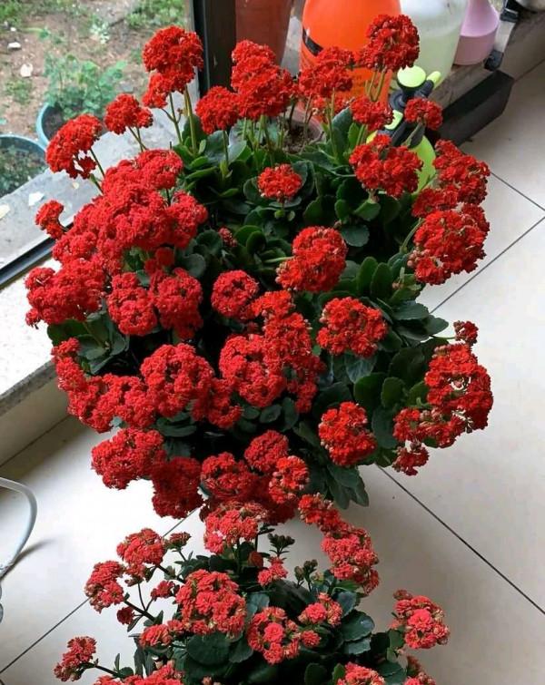 5種“漂亮花”,別隨便曬太陽,曬得越多,開花越少,別弄反了 5種“漂亮花”,別隨便曬太陽,曬得越多,開花越少,別弄反了