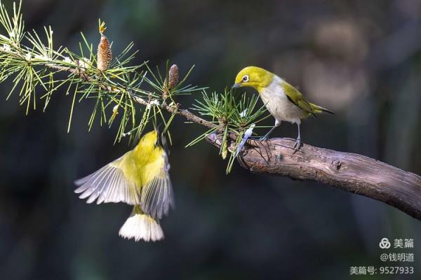 萌萌可愛小精靈——繡眼鳥