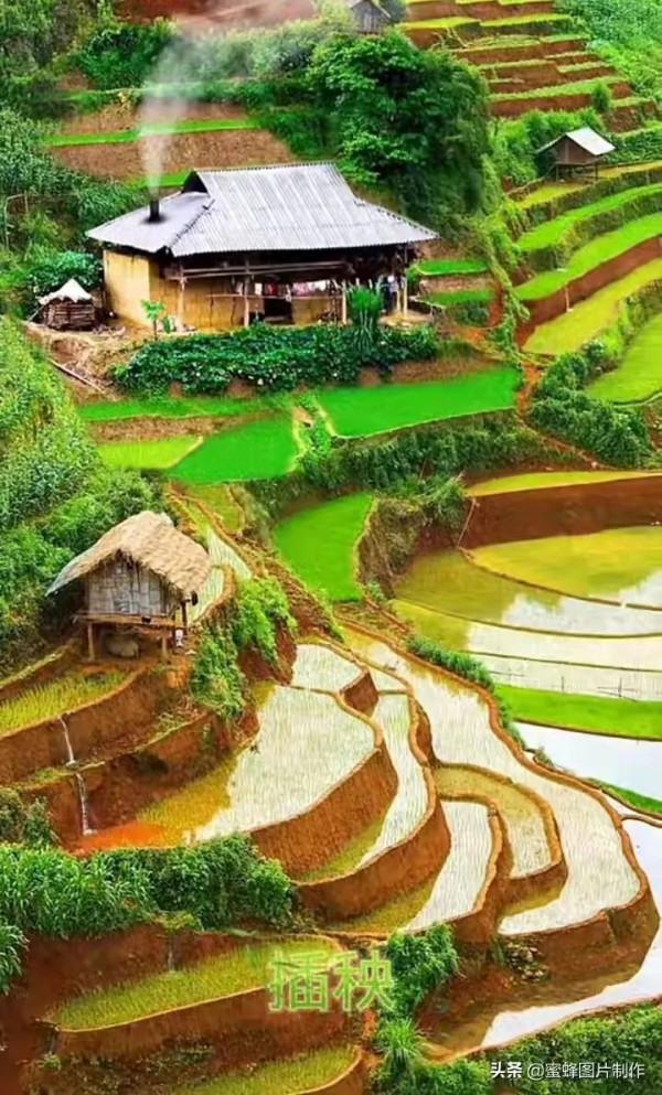 美麗的梯田 美麗的梯田