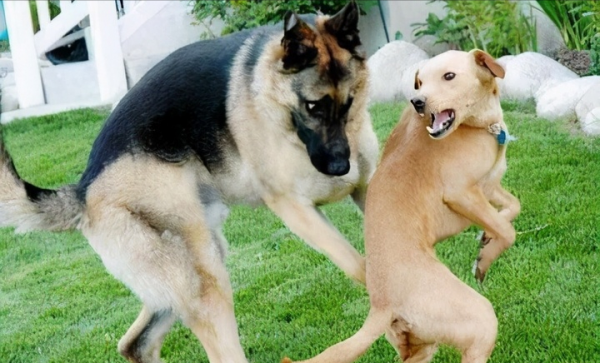 狗狗一見面,為什麼會先“聞屁股”?科學研究這是彼此交流的方式 狗狗一見面,為什麼會先“聞屁股”?科學研究這是彼此交流的方式