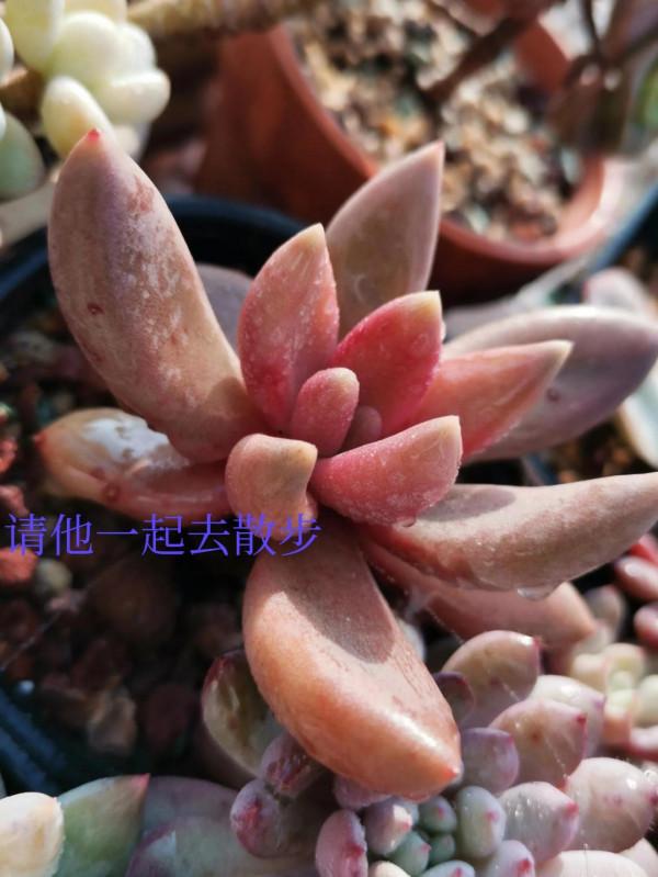 我言秋日勝春朝