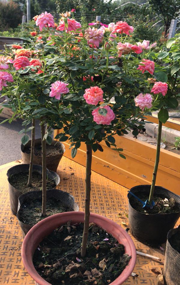 這4種花是大水桶,不停澆水,勤澆水才能有活力、葉翠綠、花不停 這4種花是大水桶,不停澆水,勤澆水才能有活力、葉翠綠、花不停