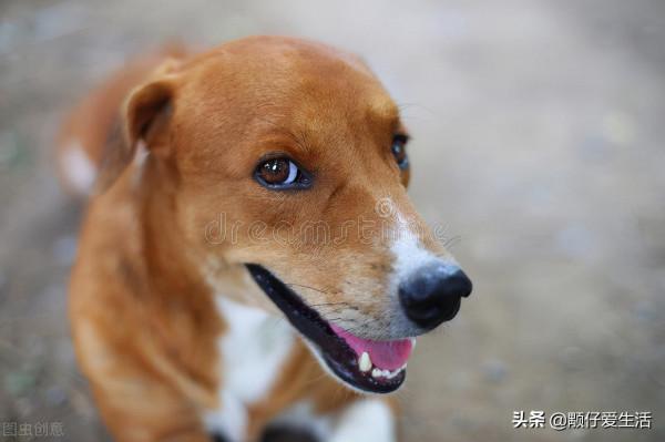 狗為什麼喜歡在白天睡覺？真的是因為動物向陰的緣故嗎？