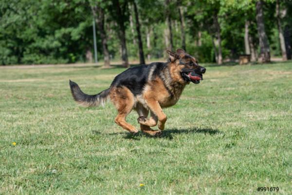 盤點地球上速度最快的10種狗,比車還要快,跑得過獵豹嗎? 盤點地球上速度最快的10種狗,比車還要快,跑得過獵豹嗎?