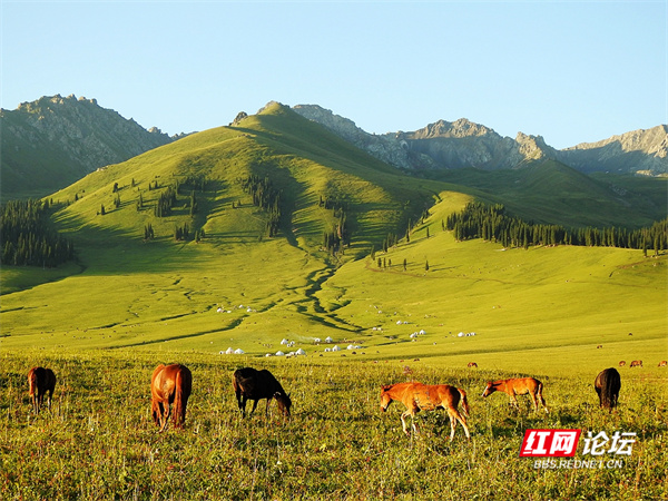 帶你看看網友鏡頭下“那拉提養蜂女”生活的草原有多美