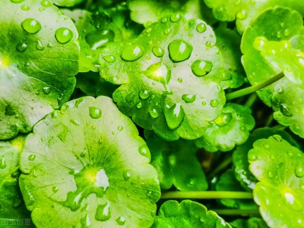 開啟銅錢草生長的“小機關”,不黃葉,一盆可以變十盆 開啟銅錢草生長的“小機關”,不黃葉,一盆可以變十盆