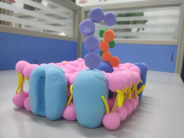 手巧心靈妙制“模”,流光溢彩話生物--生物模型製作比賽 手巧心靈妙制“模”,流光溢彩話生物--生物模型製作比賽