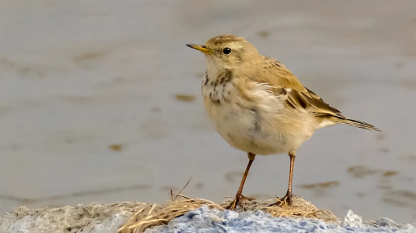 「山西鳥類圖鑑」| 水鷚 「山西鳥類圖鑑」| 水鷚