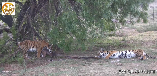 18年前，送到南非放養的2只華南虎，如今怎樣了？