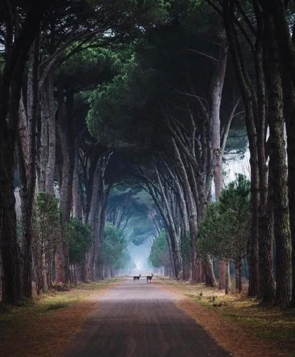 在你的記憶中是否有那麼一條小徑讓你難以忘懷？