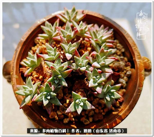 一個不稱職90後的闡述：何以解憂？唯有多肉