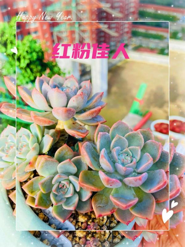 空中花園成就了我的夢想