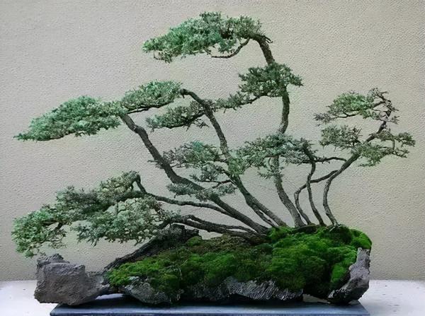 盆景藝術欣賞 盆景藝術欣賞