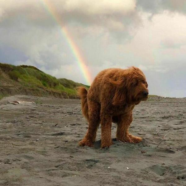35張活久未見的動物搞笑照片，這些動物上輩子都是人類嗎
