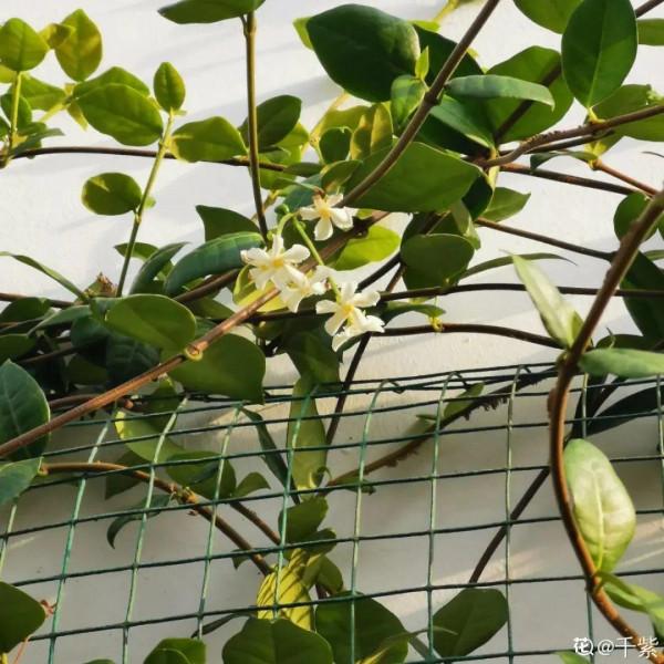 1種花像“小風車”,爬牆速度超快,花香濃郁好聞極了 1種花像“小風車”,爬牆速度超快,花香濃郁好聞極了