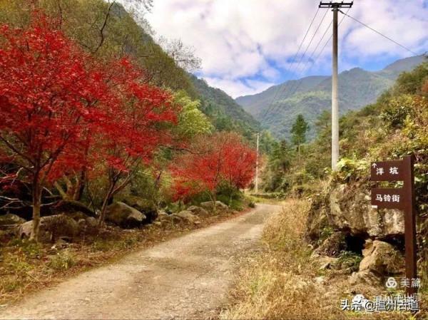 這條被譽為“浙江西南第一嶺”的紅楓古道你去過嗎？