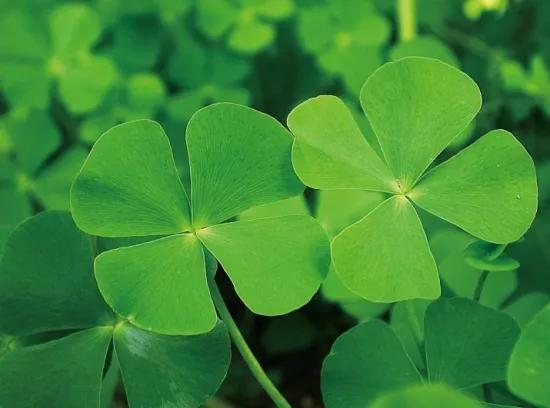 那些你連名字都沒聽說過的花