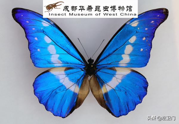 夢幻般的國蝶，你知道多少？