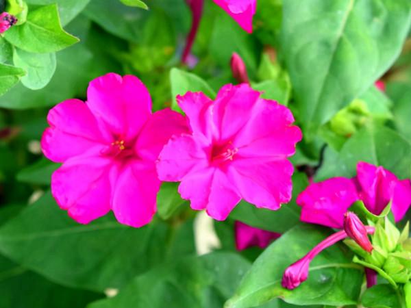 種一盆又香又美的花,花香縈繞,令人心情美麗愉悅 種一盆又香又美的花,花香縈繞,令人心情美麗愉悅