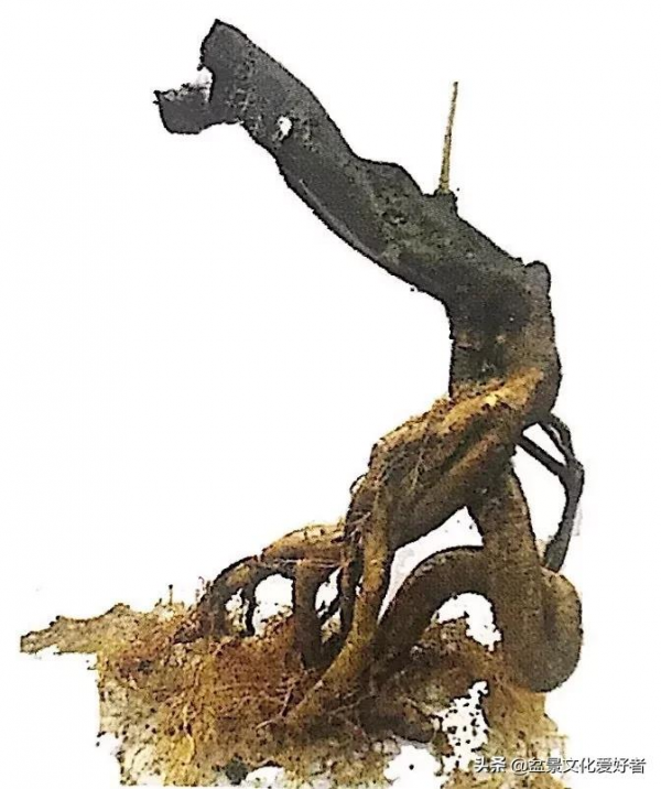 盆景造型案例：盆景製作從一張設計圖開始